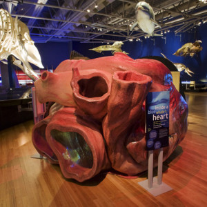 blue_whale_heart