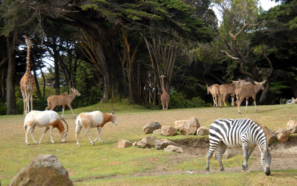 Enjoy a Day at the Zoo on Frito Lay!