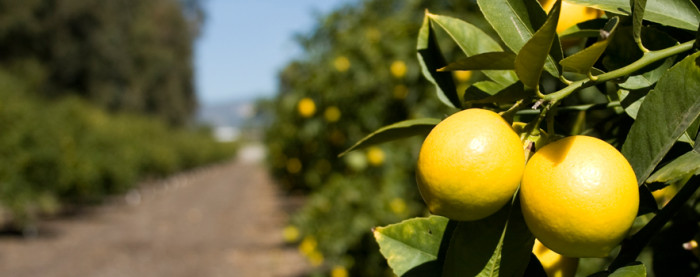 Limoneira Ranch, Napa’s first winery & Children’s Miracle Network this week on California Life
