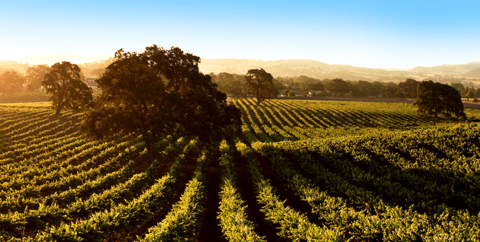This week on California Life, wine at Allegretto Vineyard Resort in Paso Robles, dine at Marugame Udon and more!