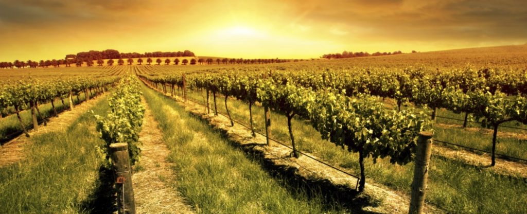 From Gardener to Winemaker: See How This Man Made His Dreams Come True.