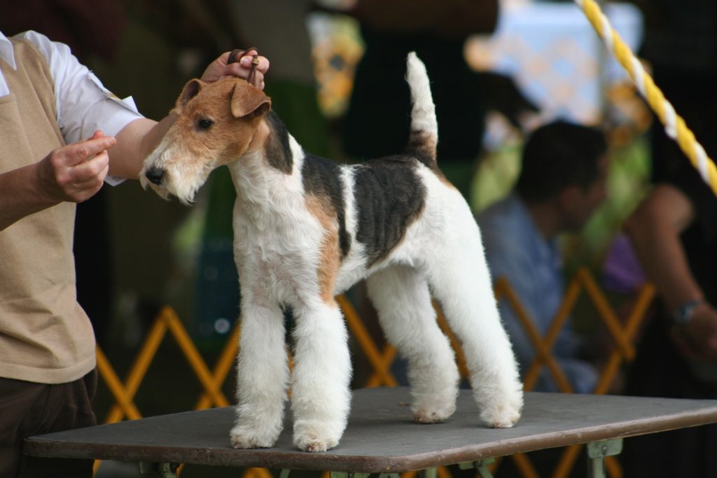 2020 BEVERLY HILLS DOG SHOW PRESENTED BY PURINA TO AIR ON SUNDAY, MAY 17