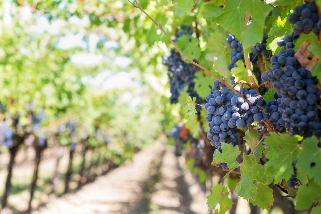 VIRTUAL TASTING FROM THE VINEYARD WITH FORGERON CELLARS