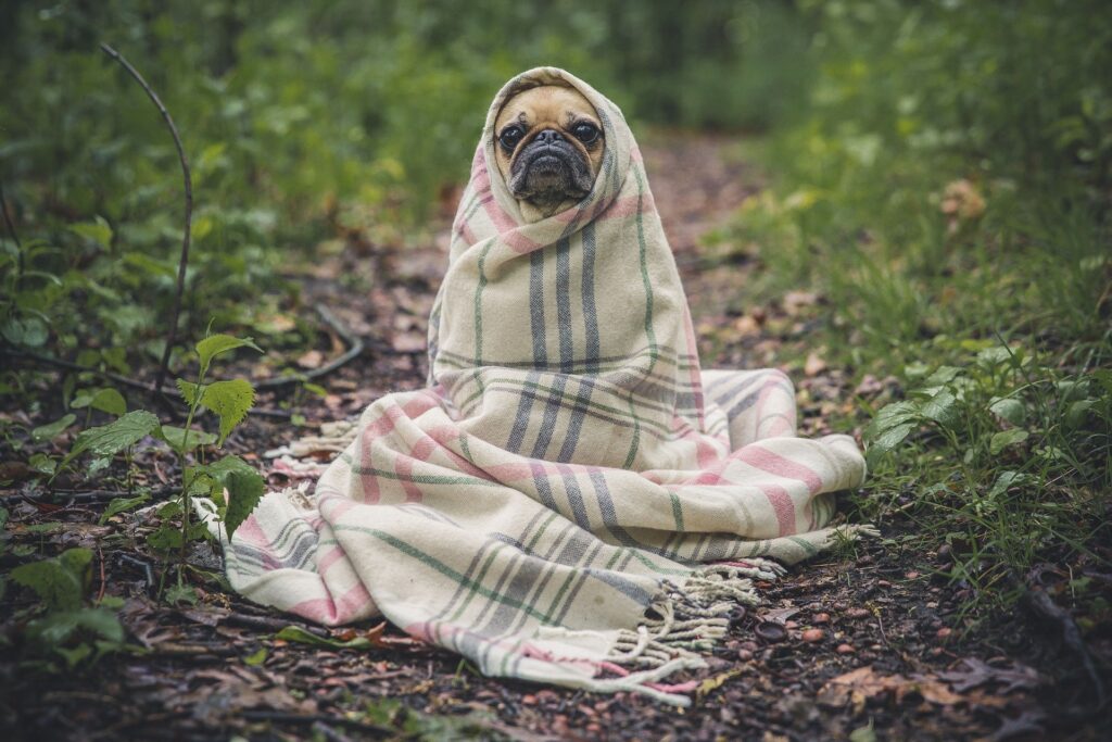 Patpat Introduces Hooded Raincoats for Your Furry Friends