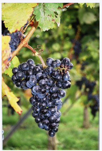 2021’s Best California Wine Counties