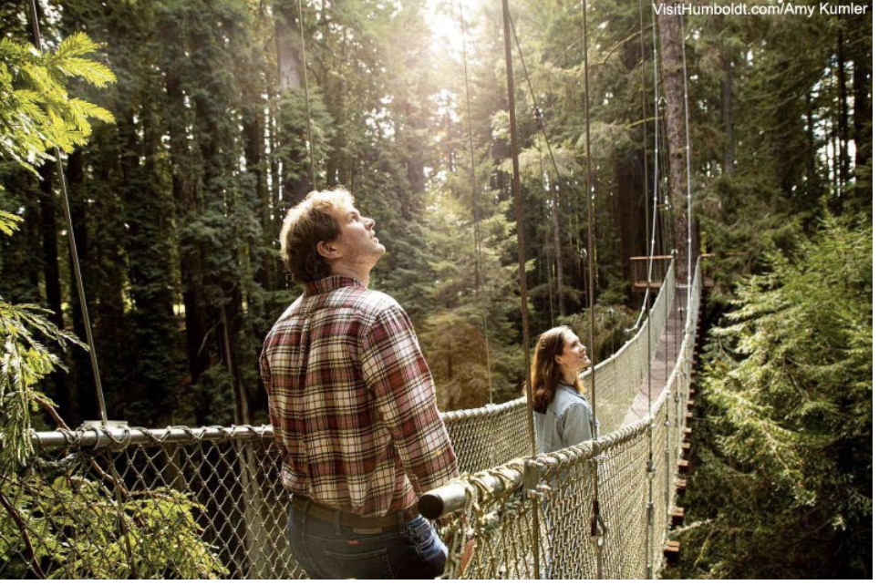 Go on California’s new forest sky trail. Get a free redwood to plant at home