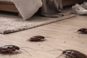 Spring Pests Are Back: How to Keep Bugs and Rodents Out of Your Home This Season