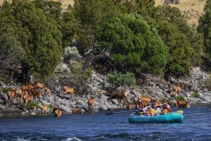 Flying Pig Adventure Company Announces Exciting New Summer Season Featuring Whitewater Rafting, Horseback Riding, and Exclusive Yosemite Packages